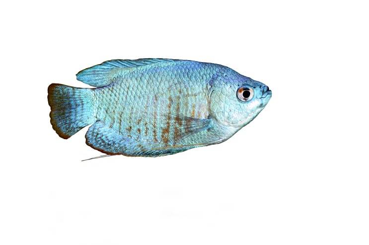 Gourami blu polvere