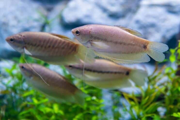 Gourami di pelle di serpente