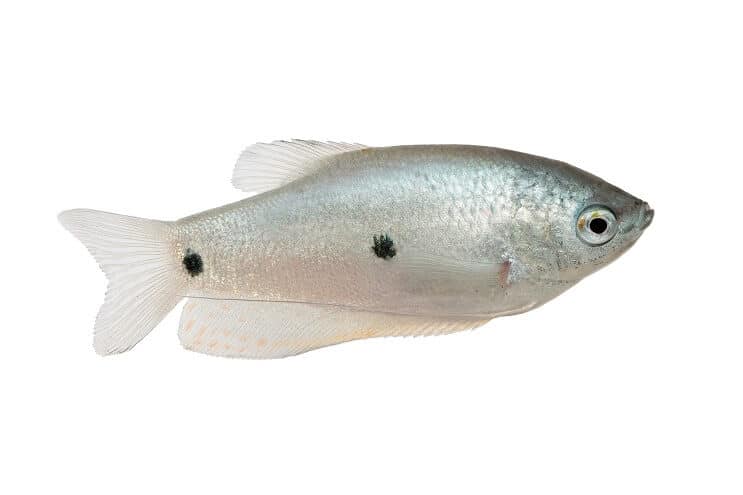 Gourami a tre punti
