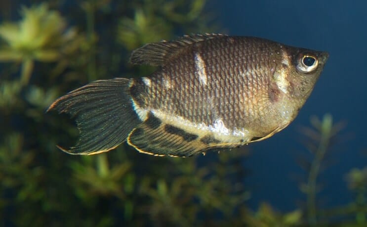 Gourami al cioccolato