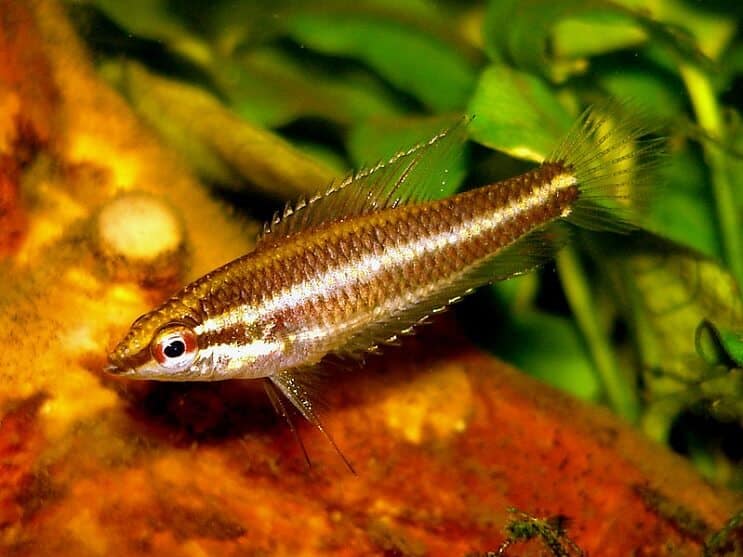 Liquirizia Gourami