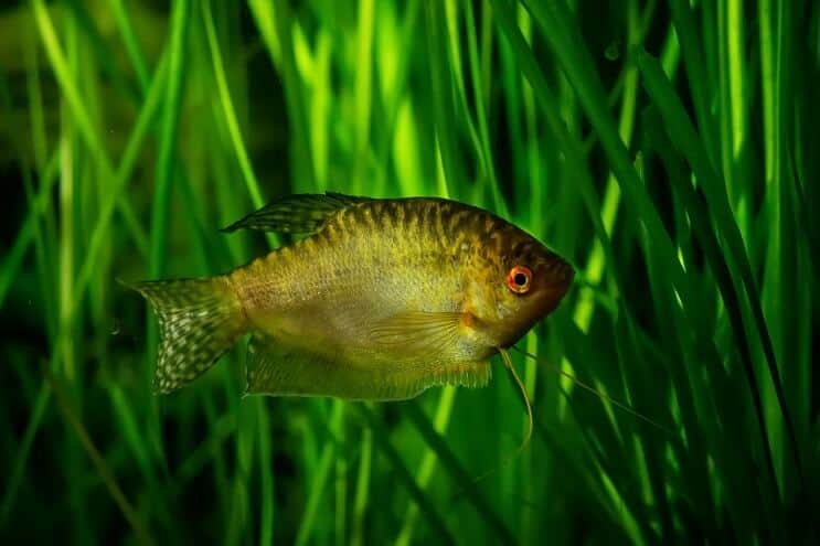 Gourami d'oro