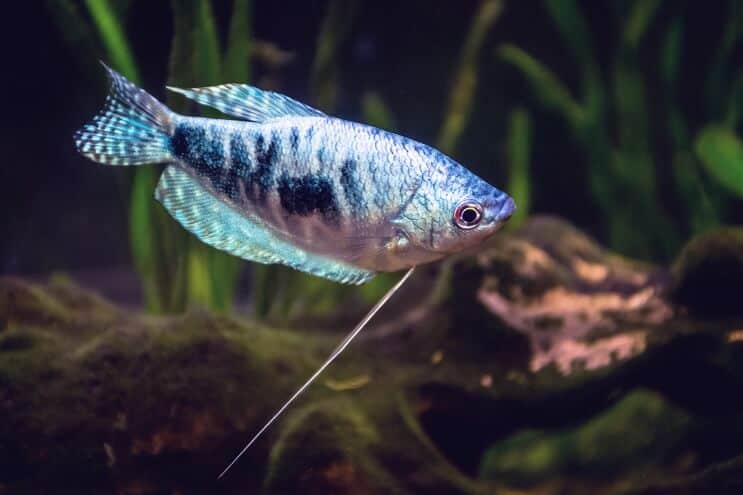 Gourami opalino