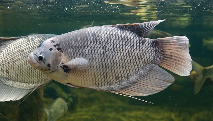 Gourami gigante