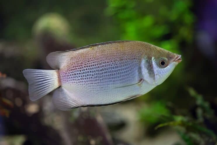 Baciare Gourami