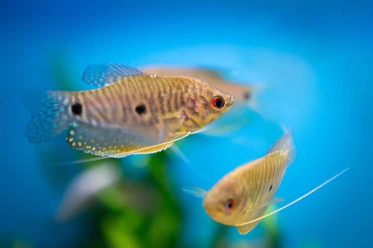 Gourami blu
