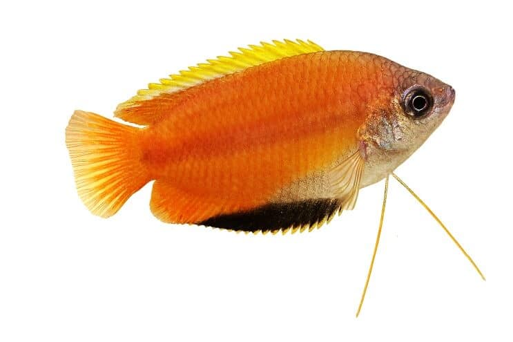 Gourami al miele