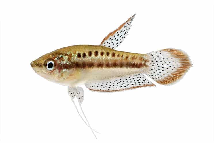 Gourami frizzante
