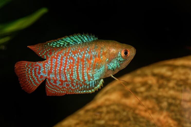Gourami nano