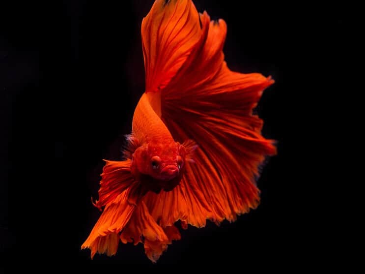 Aspetto del pesce Betta