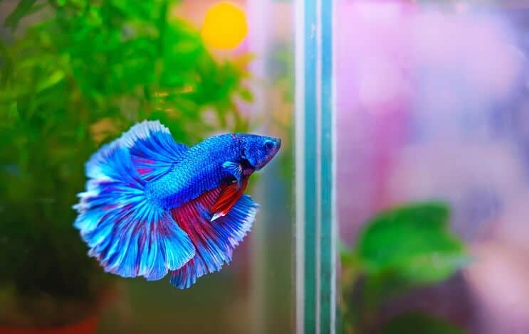 Habitat dei pesci Betta