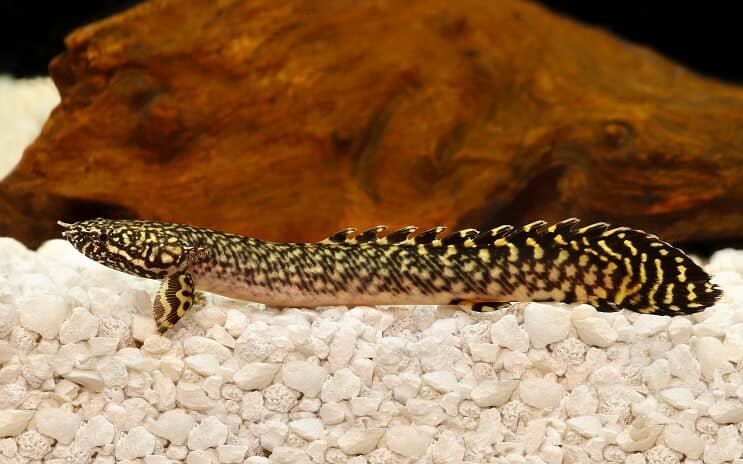 Bichir ornato