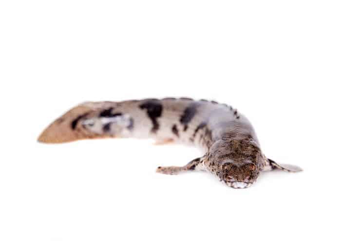 Bichir sellato