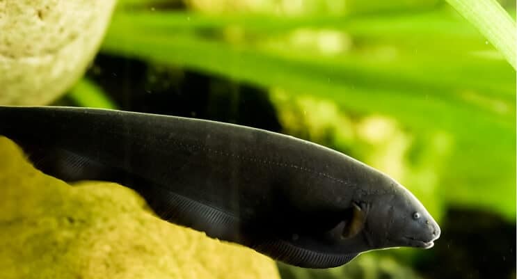 Knifefish fantasma nero