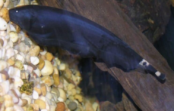 Knifefish fantasma nero sul substrato