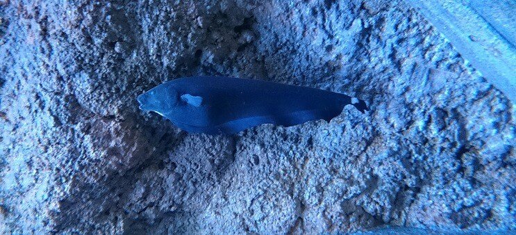 Ghost Knifefish Nuoto