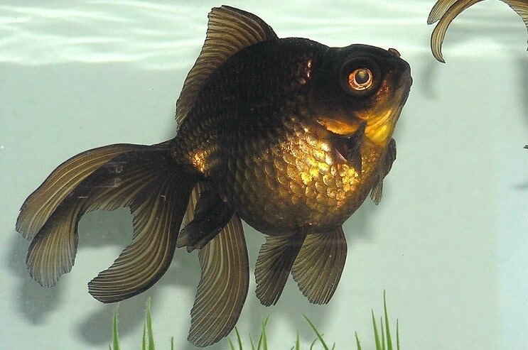 Aspetto del pesce rosso di Black Moor