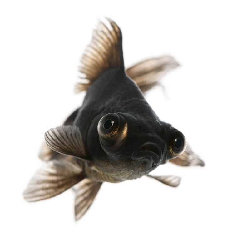 Cura del pesce rosso della palude nera