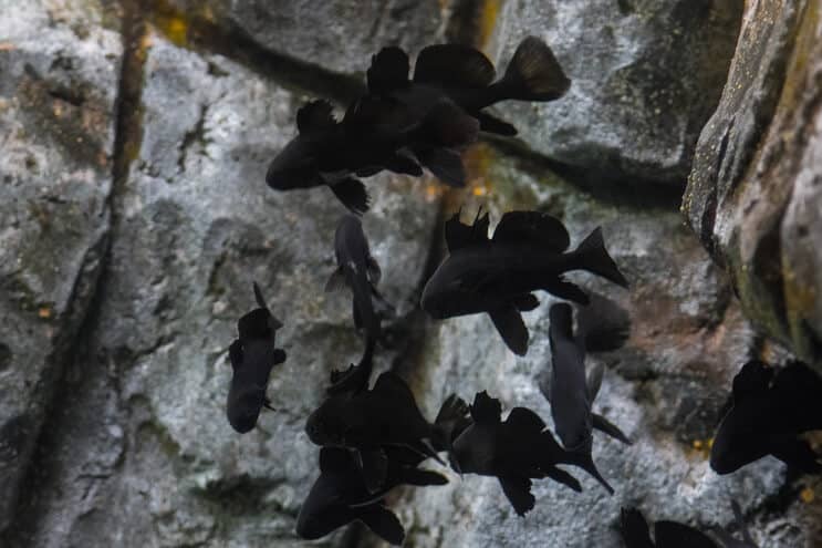 Compagni di acquario di Black Moor Goldfish