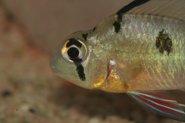 Boliviano Ram Close Up