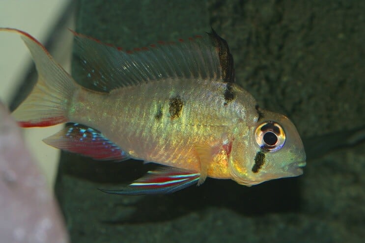 Ariete boliviano femminile