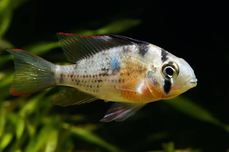 Bolivian Ram nuoto