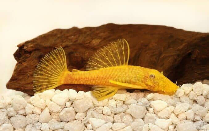 Ancistrus d'oro