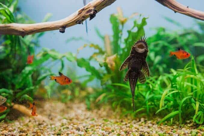 Bristlenose Pleco maschio