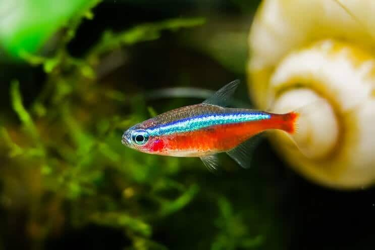 Aspetto del cardinale Tetra
