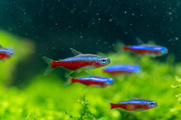 Panoramica del Cardinal Tetra