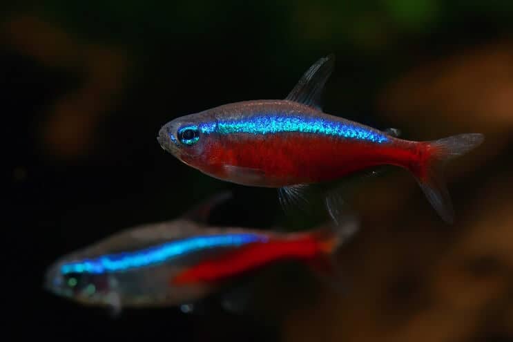 Il cardinale Tetra Tank Mates