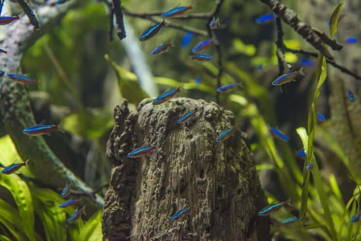 Cardinale Tetra Habitat