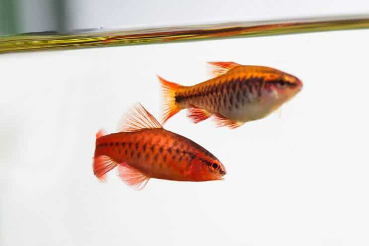 Aspetto di Cherry Barb