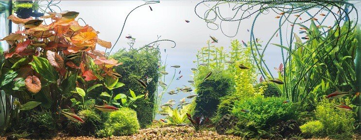 Condizioni del serbatoio Cherry Barb