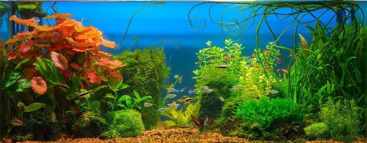 Cherry Barb Tanks Compagni