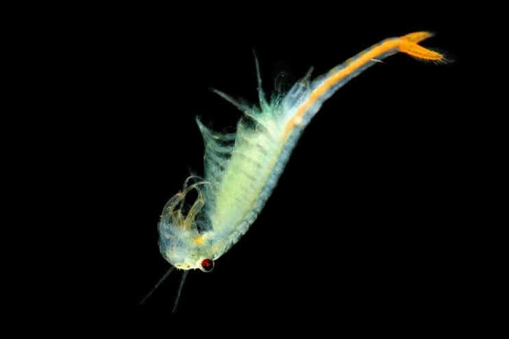 Dieta Cherry Barb