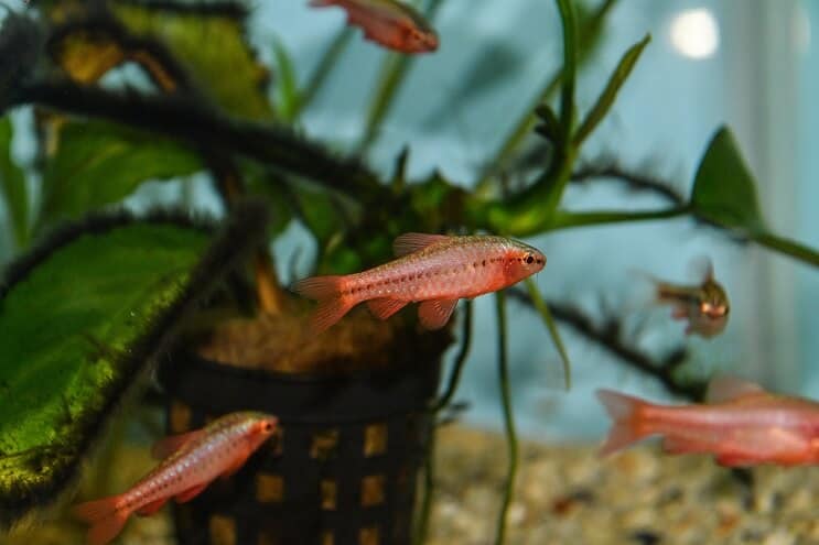 Cherry Barb Juvenile