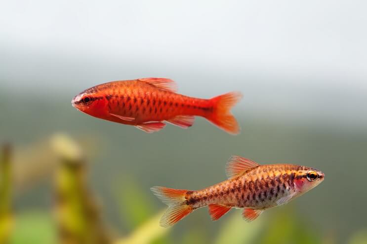 Cherry Barb maschio e femmina