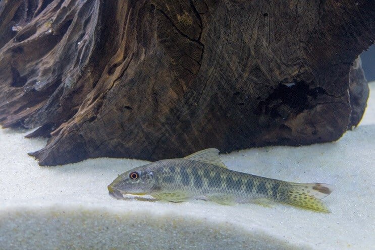 Habitat cinese del mangiatore di alghe