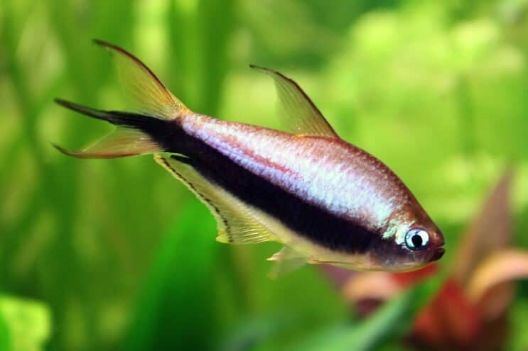 Imperatore Tetra