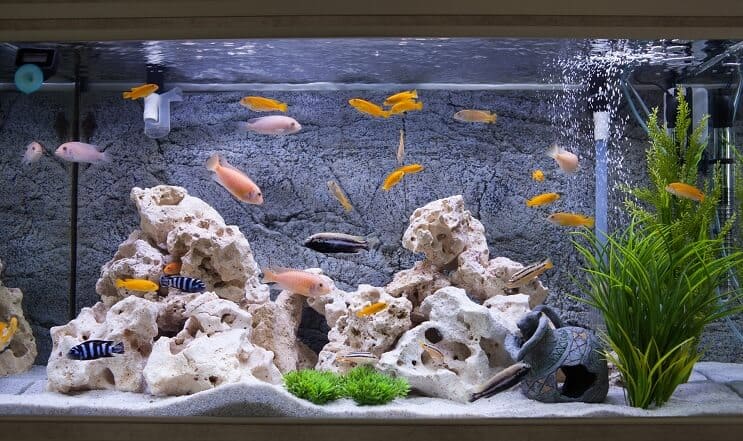 Ciclidi in un acquario