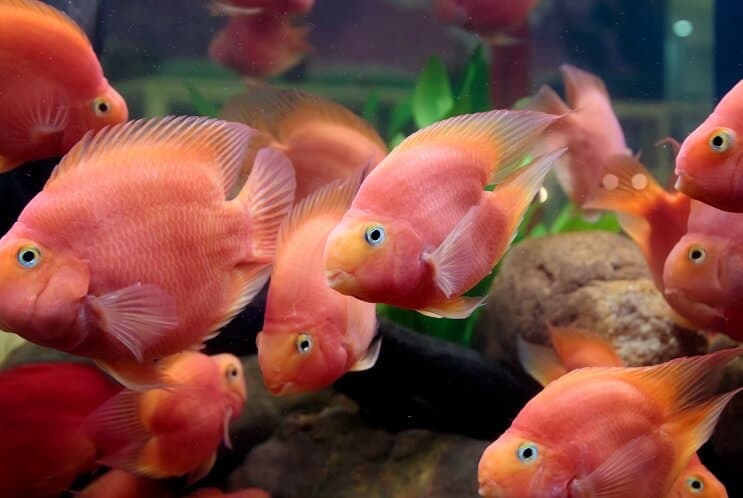 Dieta Cichlid Blood Parrot