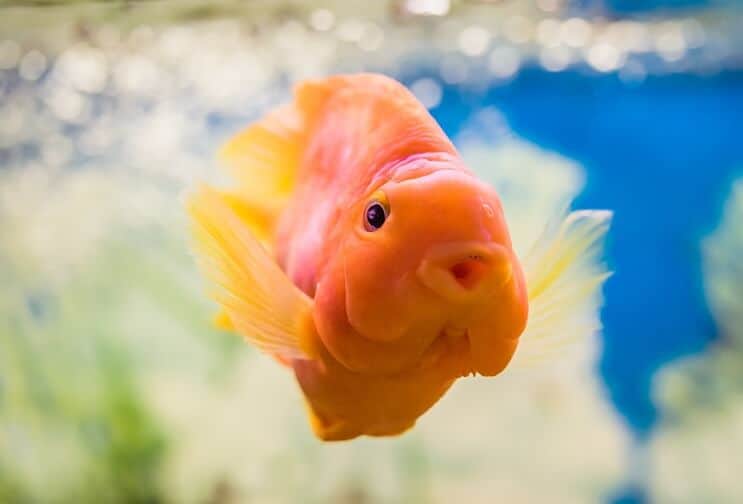 Cichlid del pappagallo del sangue