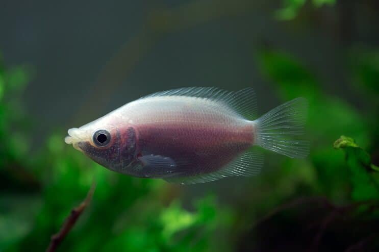 Baciare compagni di vasca Gourami