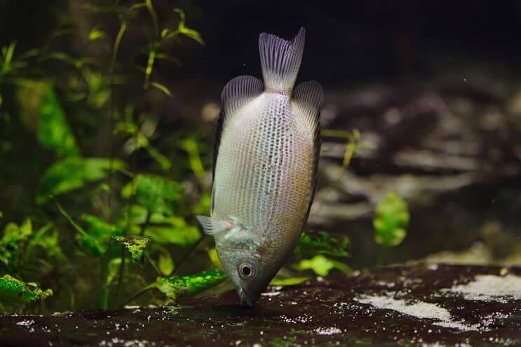Baciare la dieta Gourami