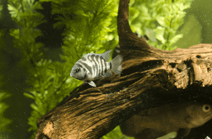 Cichlid detenuto nero