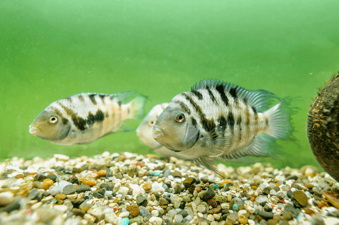 Cichlid detenuto maschio e femmina