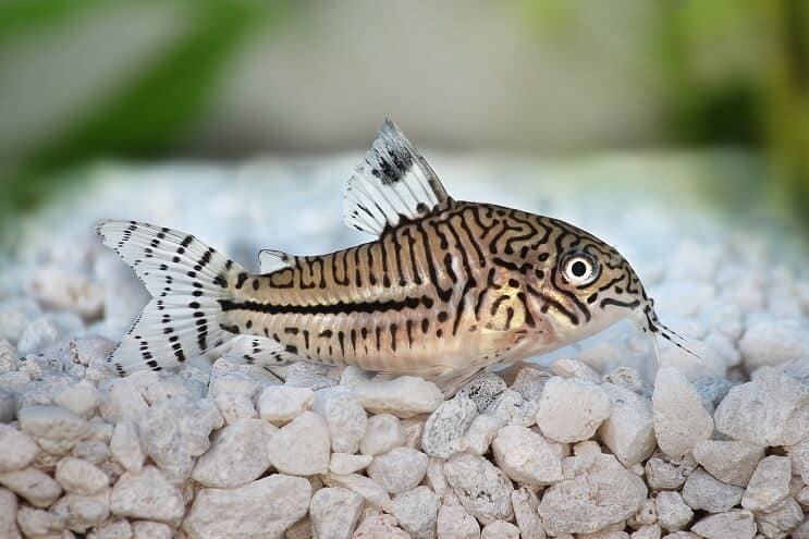 Panoramica di Cory Catfish