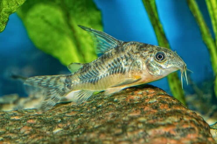 Aspetto del pesce gatto di Cory