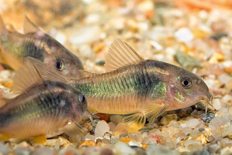 Pesce gatto verde Cory